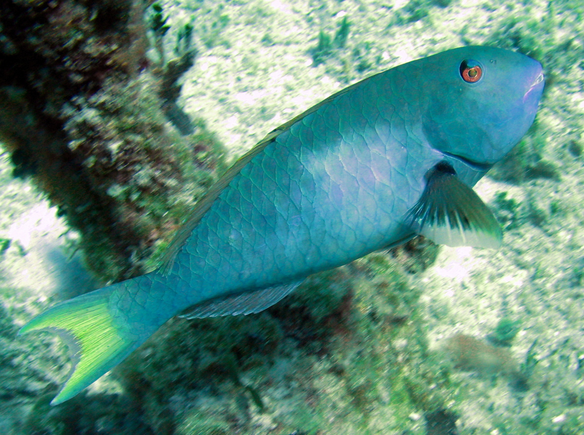 Yellowtail Parrotfish